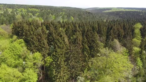 Flying-over-a-forest-with-hardwood-spruce--and-fir-trees-by-drone.-Day-time